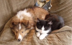 cat dog