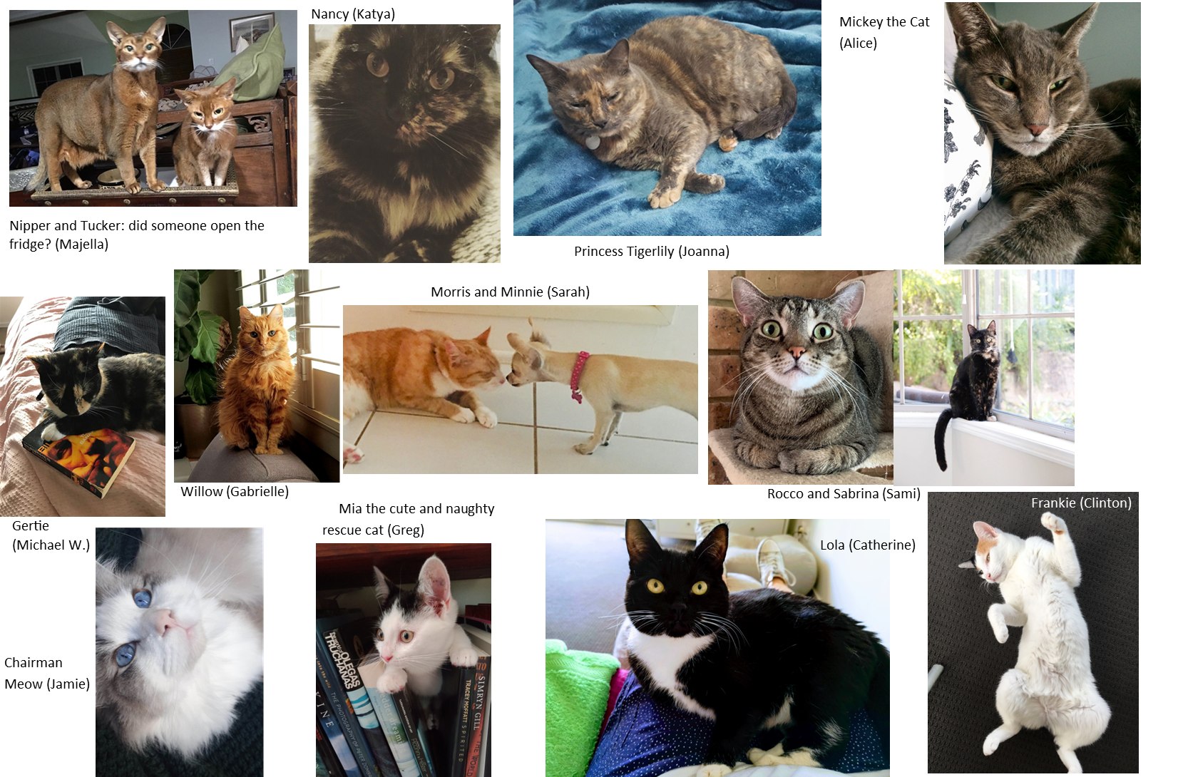 13 cats of various shapes, colours and sizes.